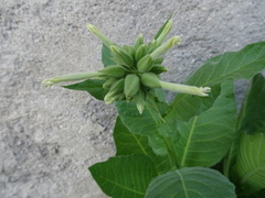 Nicotiana tabacum