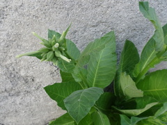 Nicotiana tabacum