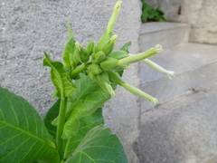 Nicotiana tabacum