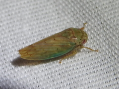 Polana quadrinotata