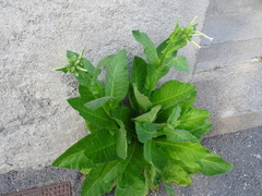 Nicotiana tabacum