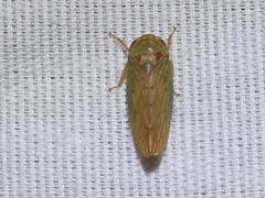 Polana quadrinotata