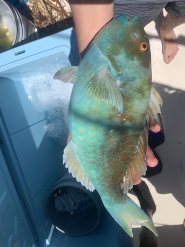 Redfin parrotfish (Sparisoma rubripinne) — Scaridae — 3