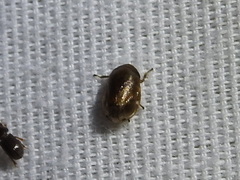Clastoptera xanthocephala