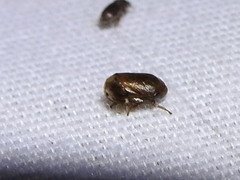 Clastoptera xanthocephala