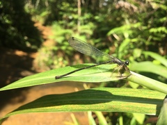 Nesobasis comosa