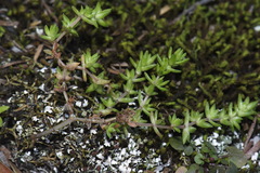 Crassula mataikona
