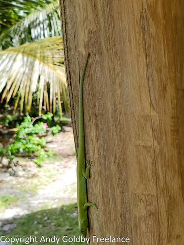 Prasinohaema virens observed 2019-11-13
