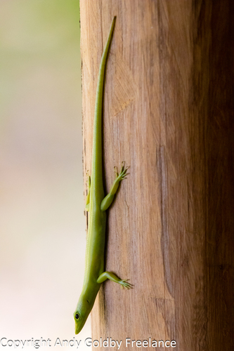 Prasinohaema virens observed 2019-11-13