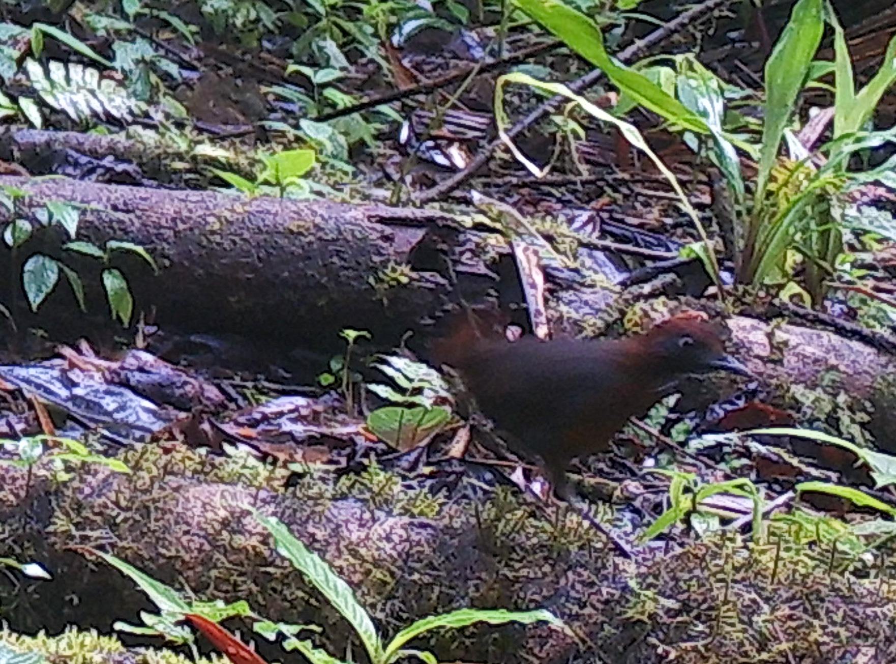 Rufous-breasted Antthrush (Formicarius rufipectus), photo 9