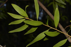 Persoonia levis