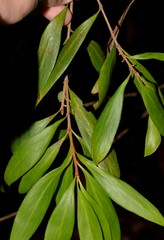 Persoonia levis