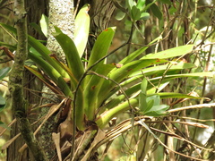 Tillandsia denudata