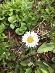 Erigeron melanocephalus