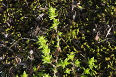 Crassula mataikona