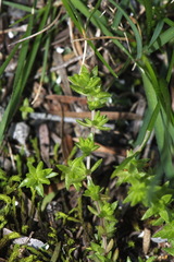 Crassula mataikona