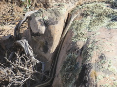 Masticophis taeniatus taeniatus