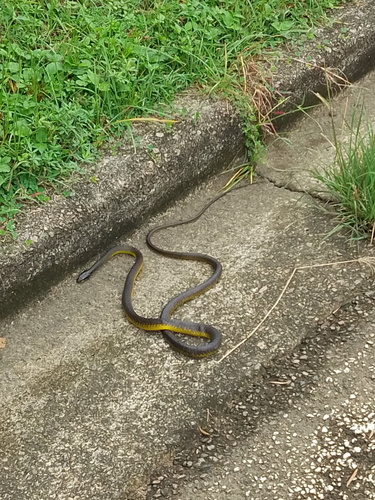 Common Tree Snake sighting