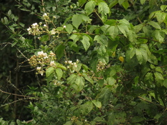Rubus floribundus