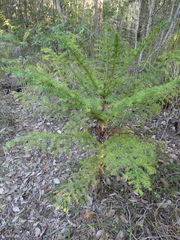 Araucaria cunninghamii
