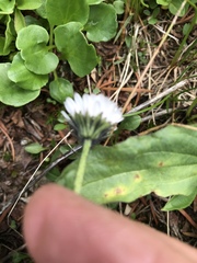 Erigeron melanocephalus