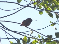 Selasphorus