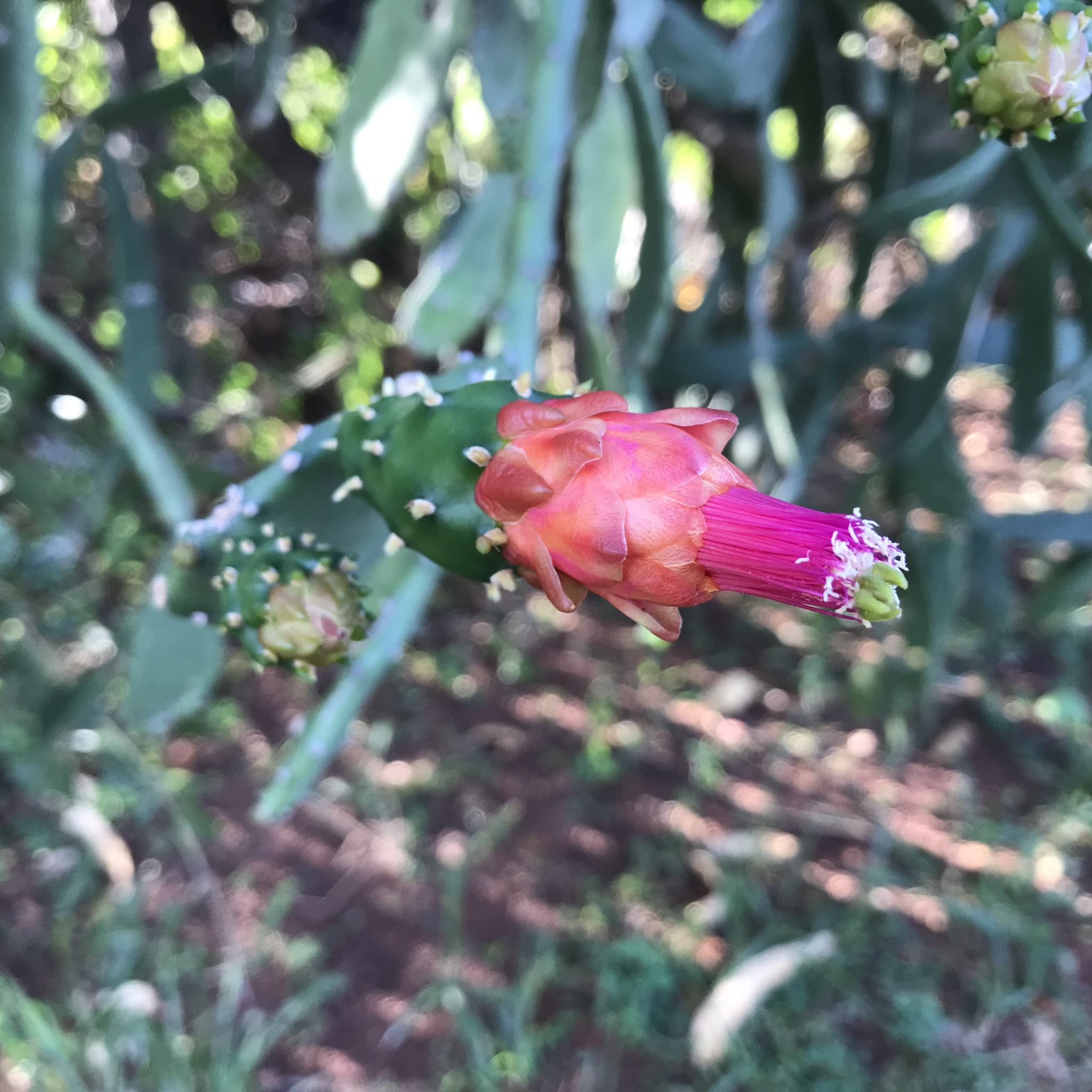 Opuntia cochenillifera