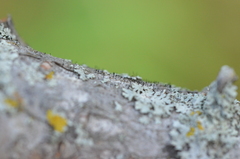 Phaeocalicium curtisii