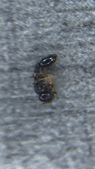 Temnothorax longispinosus