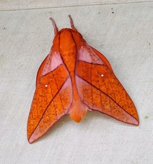 Adeloneivaia