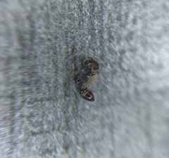 Temnothorax longispinosus