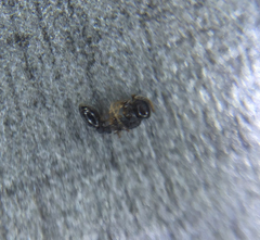 Temnothorax longispinosus