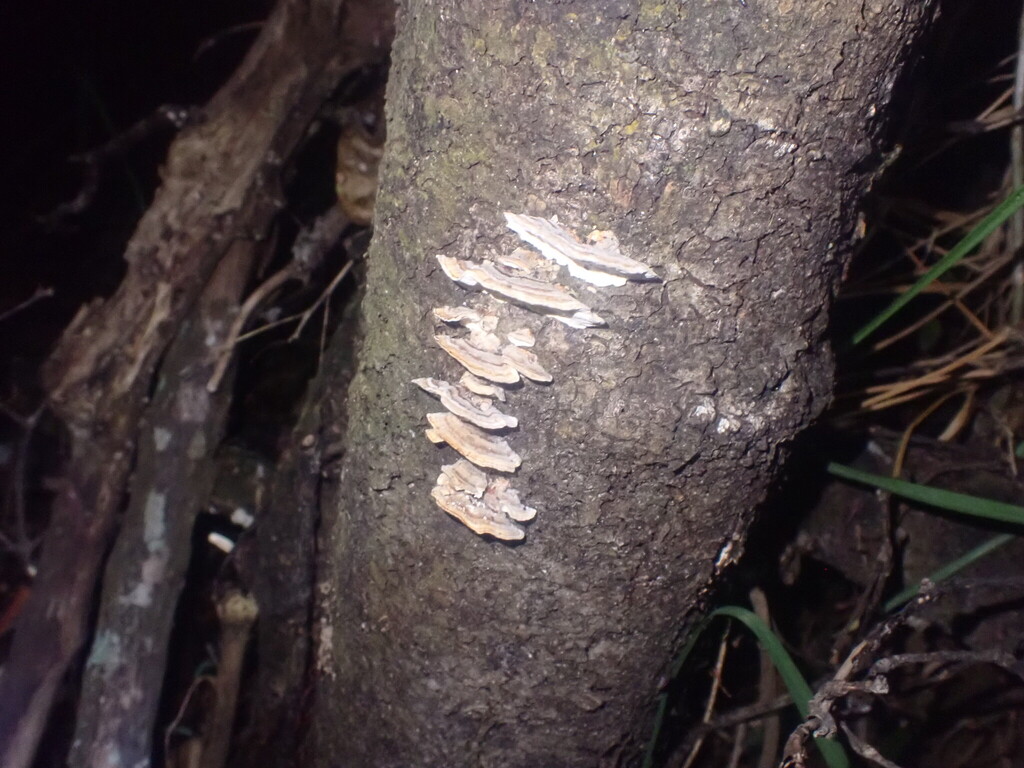 Trametes versicolor · February 2025 · photo: © johnlyden (iNaturalist, cc-by)