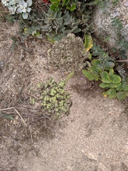 Angelica hendersonii