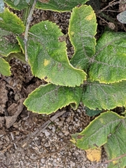 Angelica hendersonii