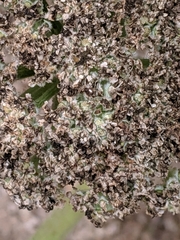 Angelica hendersonii