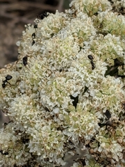 Angelica hendersonii