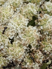 Angelica hendersonii