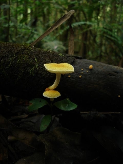 Cyptotrama chrysopepla · March 2025 · photo: © hugosaulino (iNaturalist, cc0)