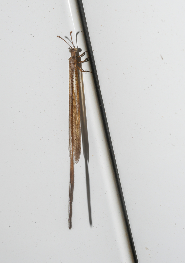 Ameromyia modesta