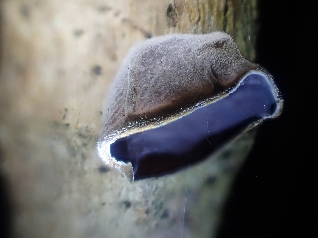 Auricularia cornea · February 2025 · photo: © johnlyden (iNaturalist, cc-by)
