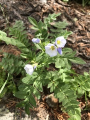 Polemonium pulcherrimum delicatum