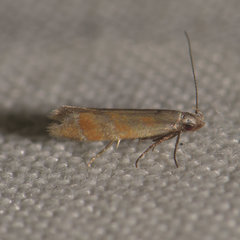 Battaristis vittella