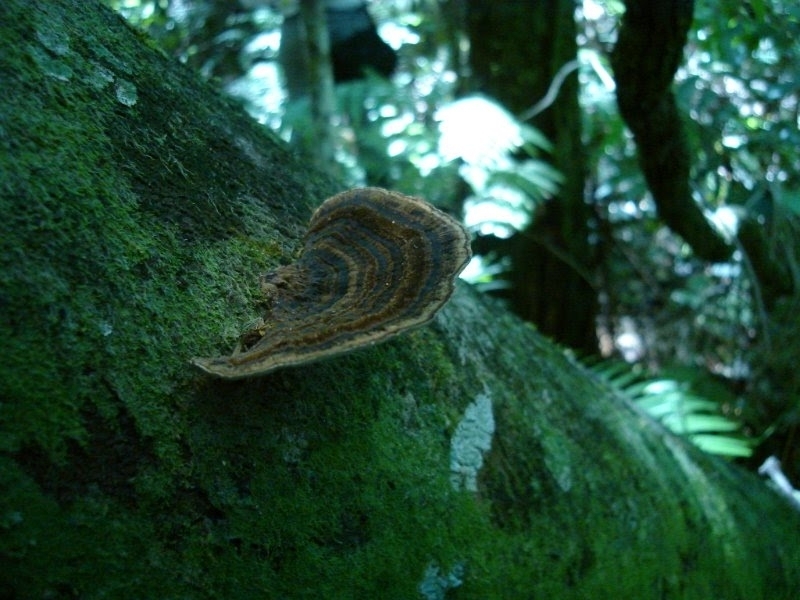 Coriolopsis caperata