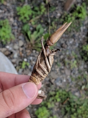 Cambarus robustus