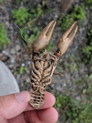 Cambarus robustus