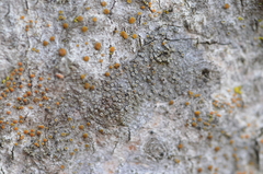 Caloplaca cerina