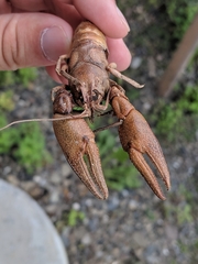 Cambarus robustus