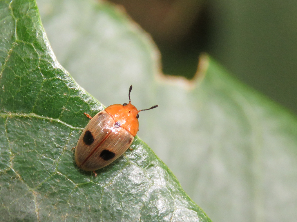 Mycotretus dorsonotatus
