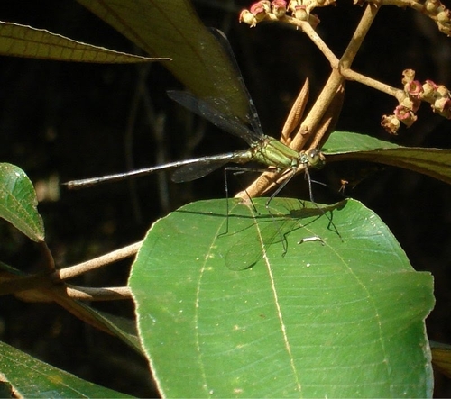Heliocharis amazona